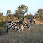  Zebra at Kruger National Park