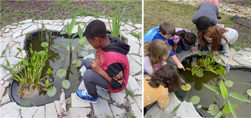 Students observing the mini-pond