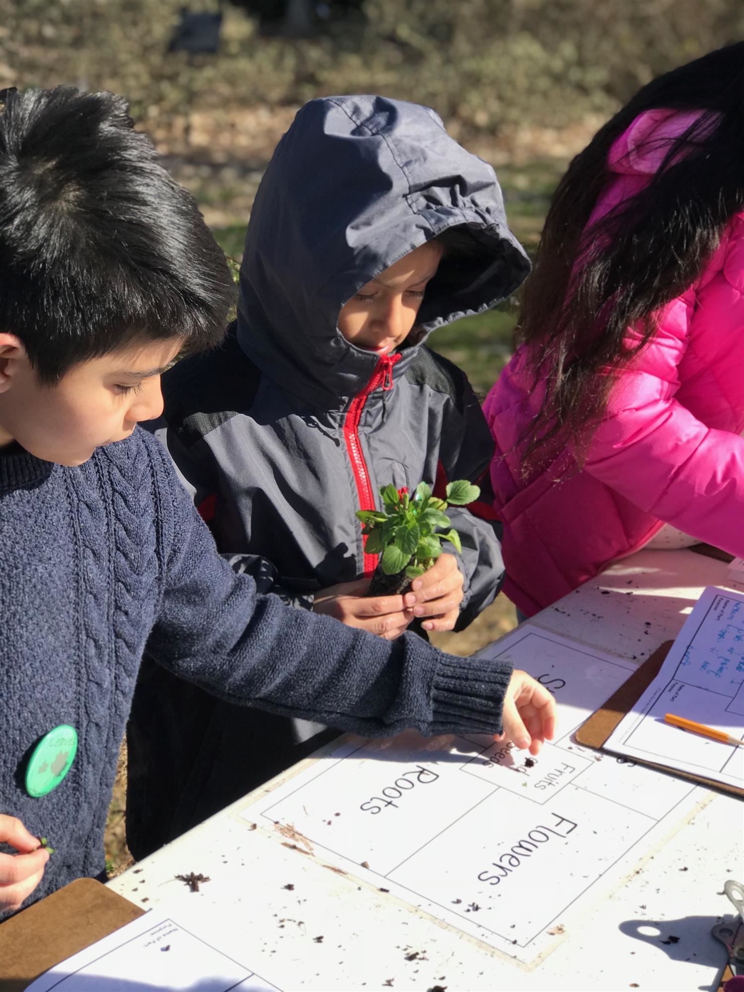 Child holding plant and classifying things found in nature Child holding plant and classifying things found in nature