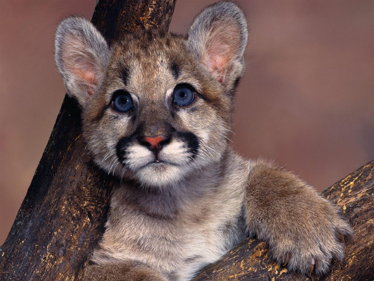 baby cougar