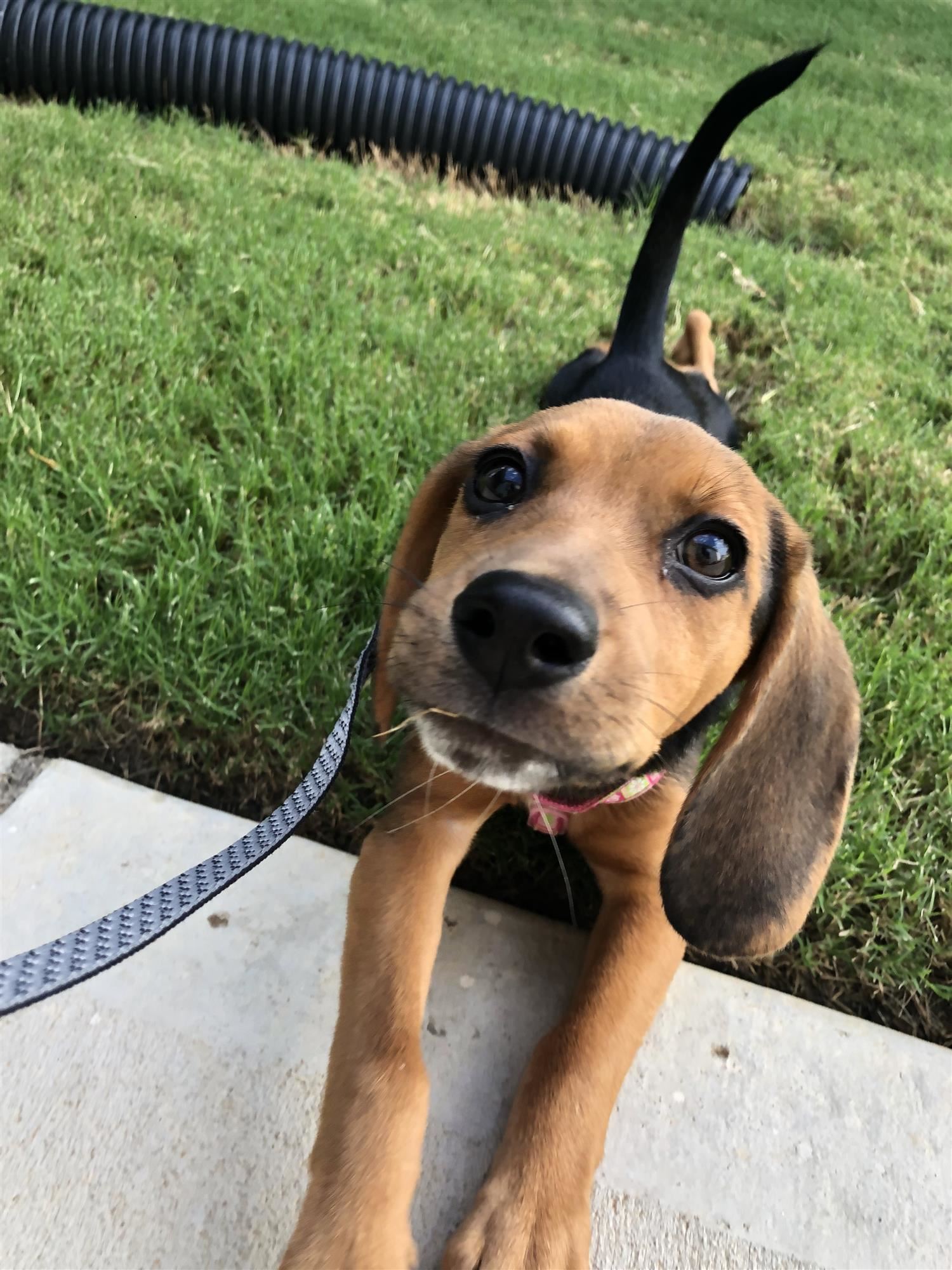 puppy stretching