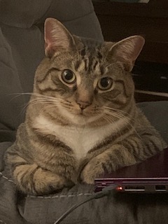 I love cats I love cats