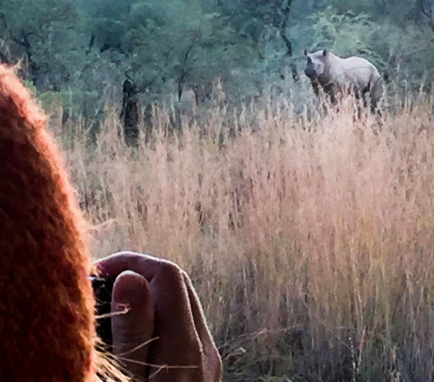 rhino 