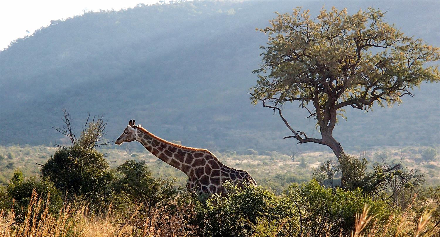 Giraffe Giraffe