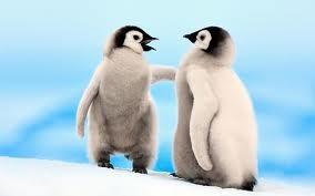 penguins penguins